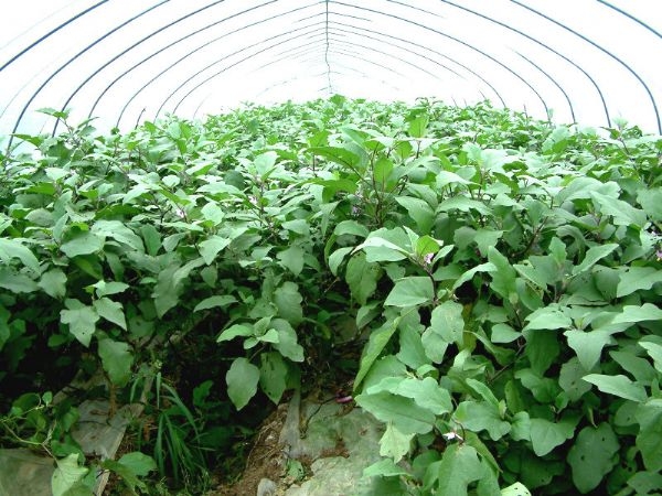 茄子大棚
